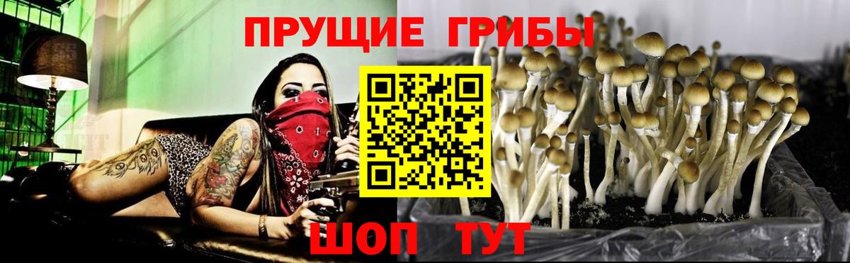 Галлюциногенные грибы Psilocybe  Вход с VPN  Ярославль 